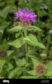 Image result for Centaurea pseudophrygia