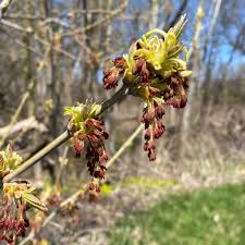 Attēlu rezultāti vaicājumam “Acer negundo female flower”