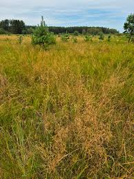 Attēlu rezultāti vaicājumam “Agrostis canina”