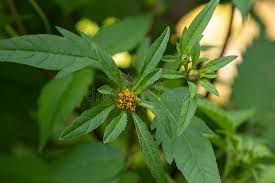 Attēlu rezultāti vaicājumam “Bidens tripartita leaf”