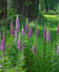 Attēlu rezultāti vaicājumam “Digitalis purpurea”