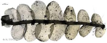 Attēlu rezultāti vaicājumam “Chiloscyphus pallescens”