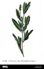 Attēlu rezultāti vaicājumam “Potamogeton trichoides leaf”