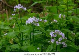 Attēlu rezultāti vaicājumam “Lunaria rediviva”