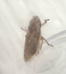 Attēlu rezultāti vaicājumam “Neophilaenus lineatus”