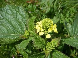 Attēlu rezultāti vaicājumam “Sinapis arvensis”