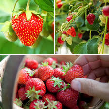 Attēlu rezultāti vaicājumam “Fragaria vesca fruit”