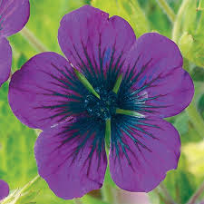 Image result for Geranium `Sandrine`