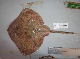 Image result for Raja brachyura