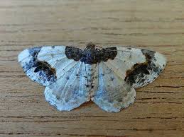 Attēlu rezultāti vaicājumam “Ligdia adustata”