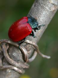 Attēlu rezultāti vaicājumam “Chrysomela populi”