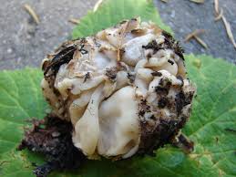 Attēlu rezultāti vaicājumam “Geopora arenicola”