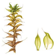 Attēlu rezultāti vaicājumam “Syntrichia”