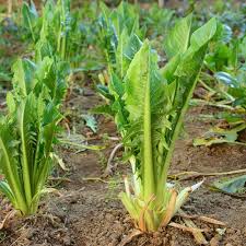 Image result for Zichorie