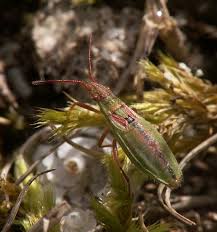 Attēlu rezultāti vaicājumam “Myrmus miriformis”
