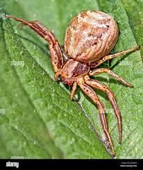 Attēlu rezultāti vaicājumam “Xysticus ulmi”