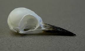 Attēlu rezultāti vaicājumam “Dendrocopos medius”