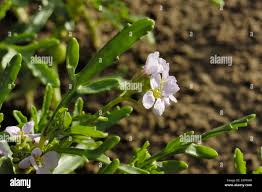 Attēlu rezultāti vaicājumam “Cakile maritima subsp. baltica flower”