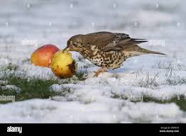 Attēlu rezultāti vaicājumam “Turdus viscivorus adult”