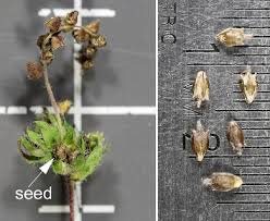 Attēlu rezultāti vaicājumam “Ambrosia artemisiifolia bud”