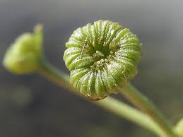 Attēlu rezultāti vaicājumam “Alisma gramineum flower”