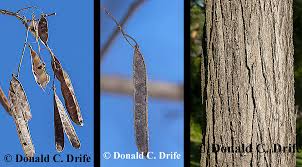 Attēlu rezultāti vaicājumam “Robinia pseudoacacia fruit”