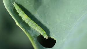 Attēlu rezultāti vaicājumam “Plutella xylostella”