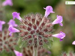 Attēlu rezultāti vaicājumam “Clinopodium vulgare fruit”