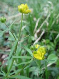 Attēlu rezultāti vaicājumam “Ranunculus auricomus flower”