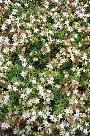 Attēlu rezultāti vaicājumam “Sedum pallidum”