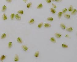 Attēlu rezultāti vaicājumam “Craterium aureum stalked”