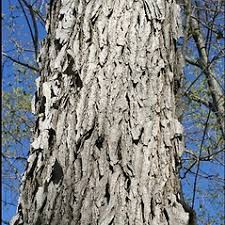 Attēlu rezultāti vaicājumam “Gymnocladus dioicus bud”