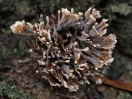 Attēlu rezultāti vaicājumam “Thelephora palmata”