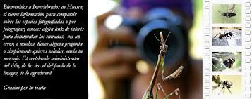 Attēlu rezultāti vaicājumam “Calvia decemguttata imago”