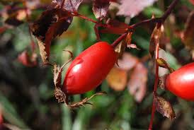 Attēlu rezultāti vaicājumam “Rosa subcanina”