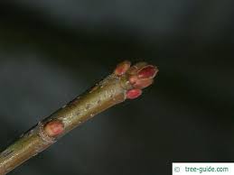 Attēlu rezultāti vaicājumam “Acer saccharinum bud”