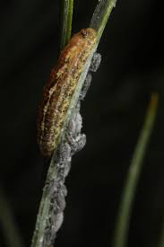 Attēlu rezultāti vaicājumam “Schizolachnus pineti”