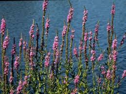 Attēlu rezultāti vaicājumam “Lythrum salicaria flower”