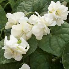 Attēlu rezultāti vaicājumam “Viola x williamsii flower”