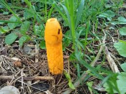 Attēlu rezultāti vaicājumam “Mutinus caninus”