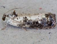 Attēlu rezultāti vaicājumam “Hedya salicella”