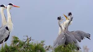 Attēlu rezultāti vaicājumam “Ardea cinerea adult”
