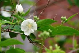 Attēlu rezultāti vaicājumam “Philadelphus coronarius flower”