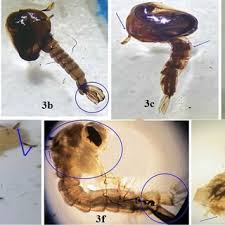 Attēlu rezultāti vaicājumam “Culex pipiens larva”