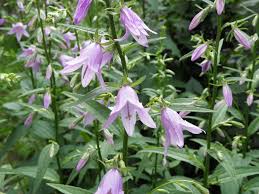 Image result for Campanula rapunculoides