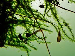 Attēlu rezultāti vaicājumam “Campylium chrysophyllum”