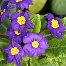 Image result for Primula malacoides
