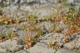 Attēlu rezultāti vaicājumam “Saxifraga tridactylites”