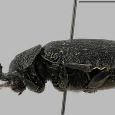 Attēlu rezultāti vaicājumam “Galeruca tanaceti”