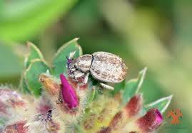 Attēlu rezultāti vaicājumam “Philopedon plagiatum”